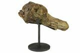 Fossil Dinosaur Vertebra Section w/ Metal Stand - South Dakota #294778-2